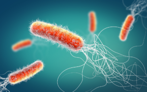 Pseudomonas aeruginosa