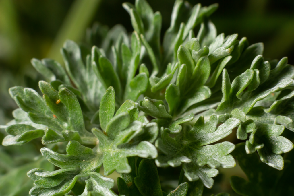Artemisia absinthium - Wormwood has the best antiparasitic property