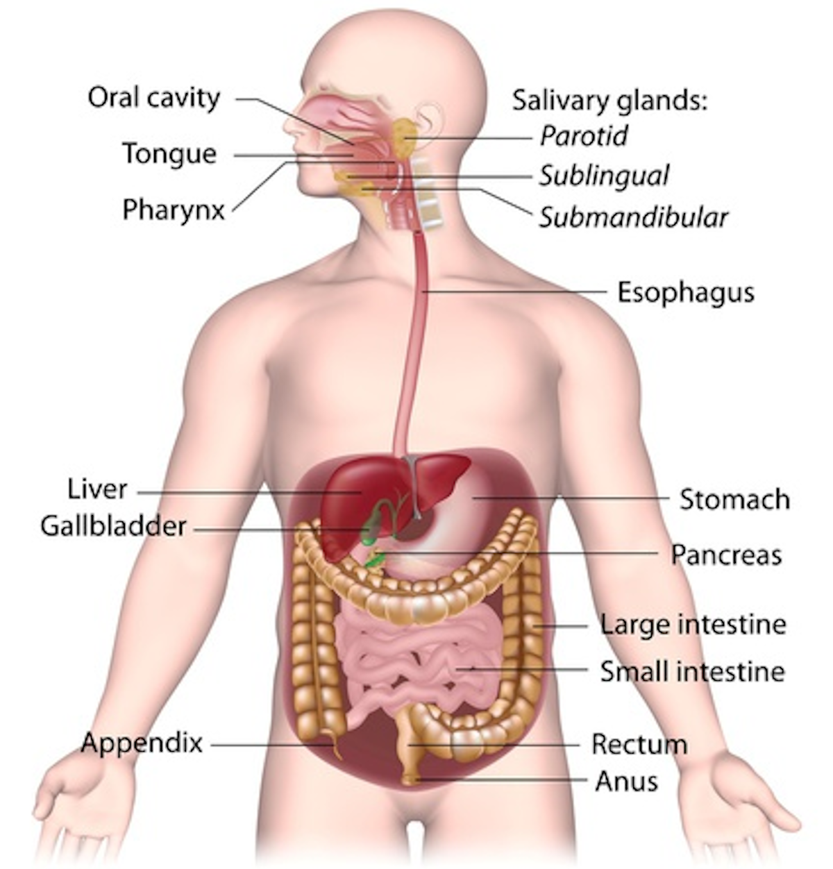 Anatomy and physiology of the digestive system without food