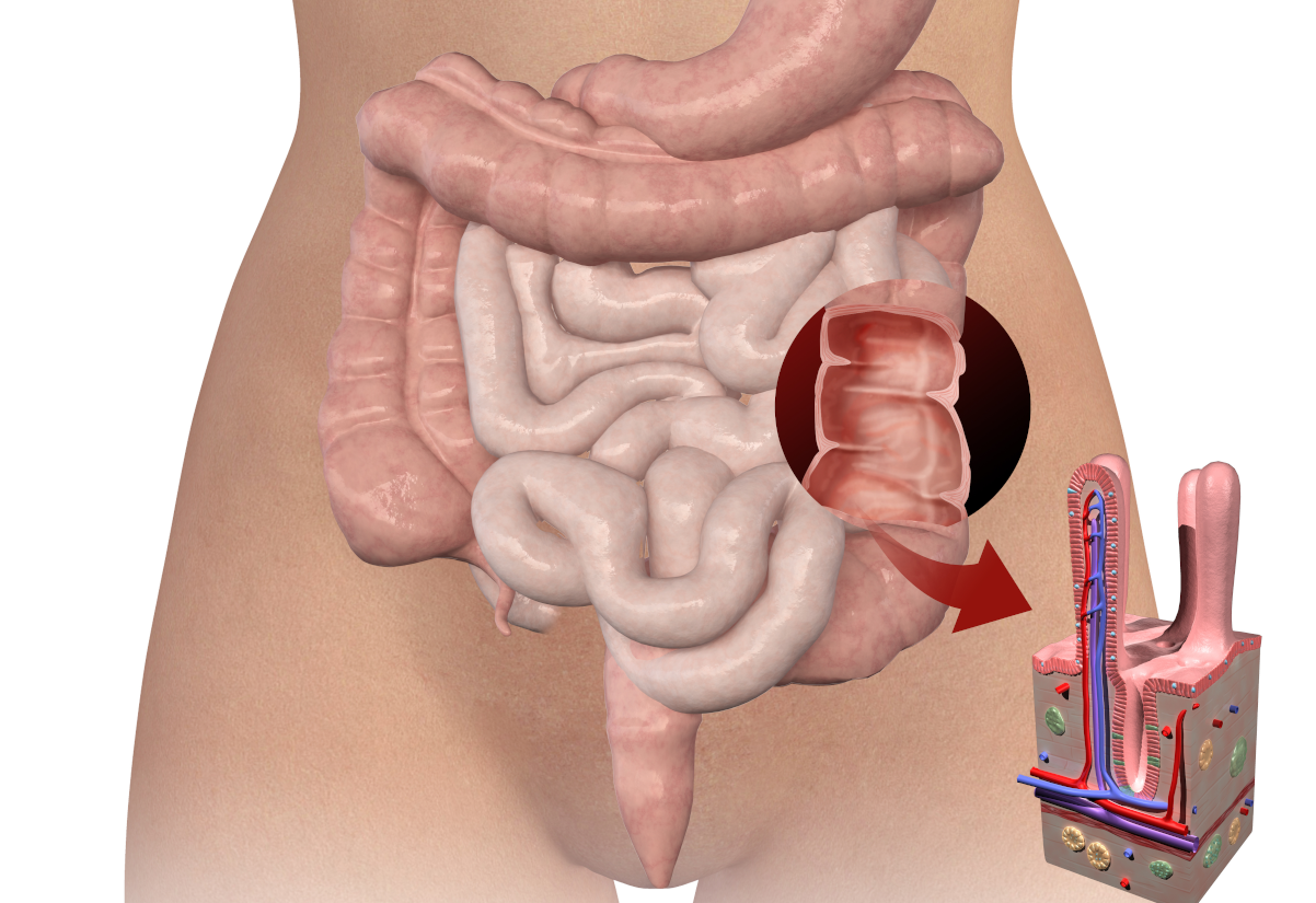 Large intestine. Cleaning of the intestine before the X-ray. cleansing the intestines help to get rid of acne improving immune system. The body detox begins with the colonic irrigation