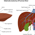Liver and gall bladder flush. Cleansing of the intestine and liver with mineral water