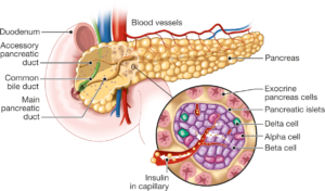 Pancreas compose