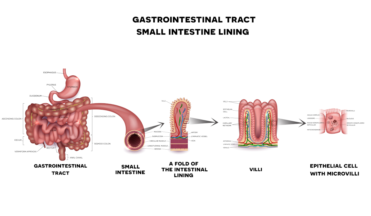 The small intestine. What does stimulates the secretion of stomach juices?