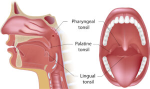 Mouth functions