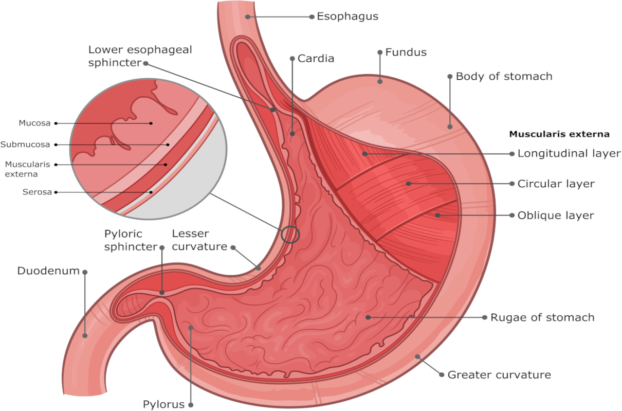lesser curvature of stomach