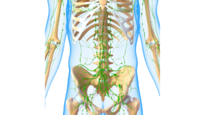 The liver and the lymphatic system - intestinal infections and toxins. Medications for purification of lymph