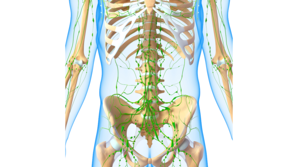 Understanding the Role of the Lymphatic System in Liver Protection ...